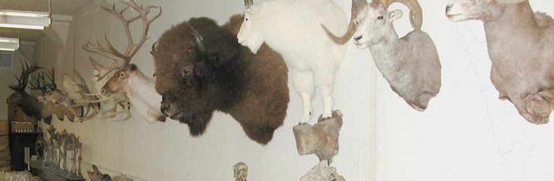 Tulane Museum of Natural History