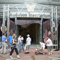 Audubon Butterfly Garden And Insectarium - Audubon Butterfly Garden and Insectarium | New Orleans | Attraction Audubon Butterfly Garden and Insectarium | New Orleans | Attraction - If it walks, crawls or flies, there's a good chances you will see it on display at the Audubon Butterfly Garden and Insectarium in the Old New Orleans Customs ...