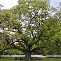 Destrehan Plantation