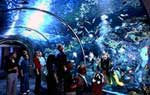 Audubon Aquarium of the Americas