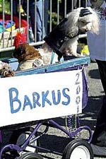 The Krewe of Barkus