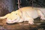 The Audubon Zoo