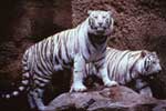 The Audubon Zoo