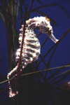 Seahorse at Audubon's Aquarium of the Americas