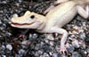 Baby Albino Alligator at Audubon Zoo