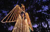 Light Angel at Celebration in the Oaks