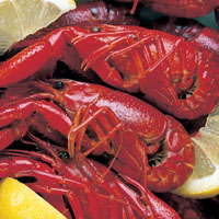 Great American Seafood Cook-Off