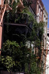 Plants Growing on Building