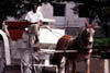 Horse and Carriage