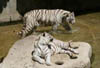 Tigers at Audubon Zoo